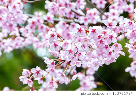春日美景,洋子櫻花盛開。 春日美景,洋子櫻花盛開。 133755754