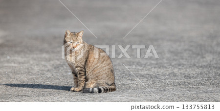 Cat sitting on the roadside Cat sitting on the roadside 133755813