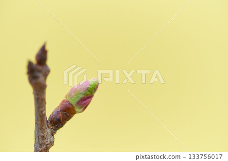 櫻花花蕾特寫，冬芽飽滿，背景是淡黃色。 133756017