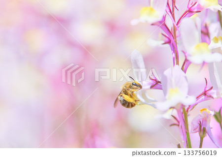 一隻蜜蜂正在從柳穿魚花上吸取花蜜。 133756019