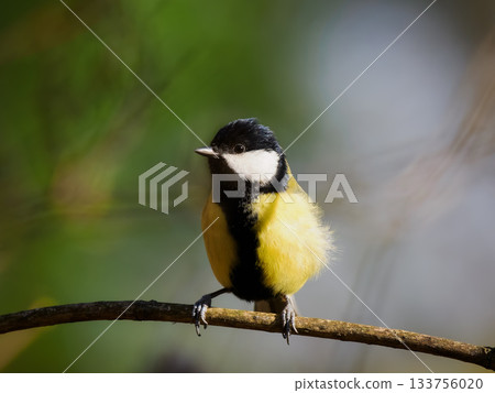 tit sitting on a tree branch against a blurred background tit sitting on a tree branch against a blurred background 133756020