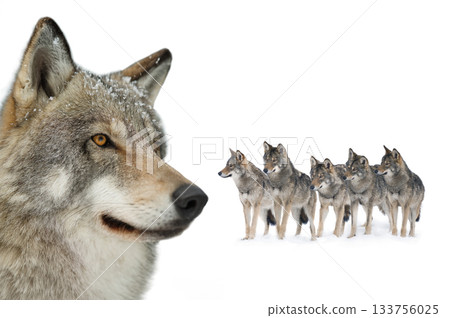 Gray wolf portrait isolated on white background Gray wolf portrait isolated on white background 133756025