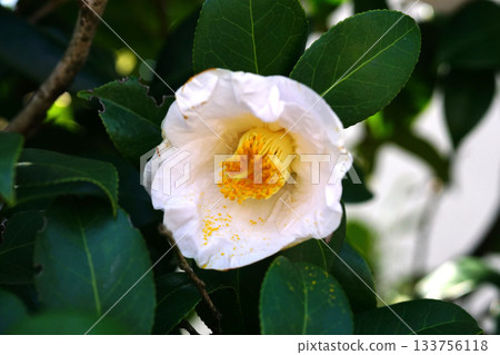 白色山茶花 133756118