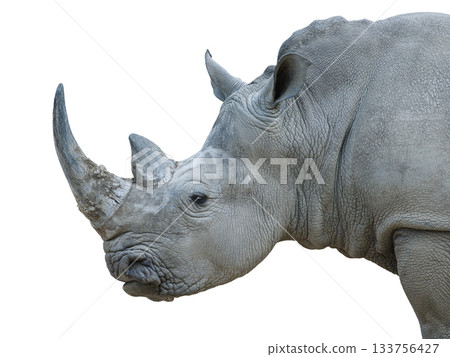white rhino isolated on white background white rhino isolated on white background 133756427