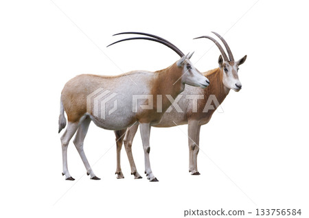 two scimitar horned olyx isolated on white background two scimitar horned olyx isolated on white background 133756584