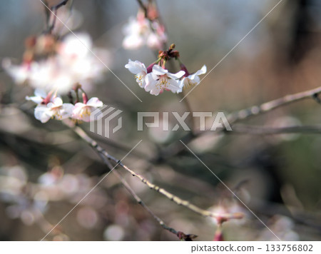 近畿豆櫻（Kinki mamezakura）三月美麗綻放 133756802