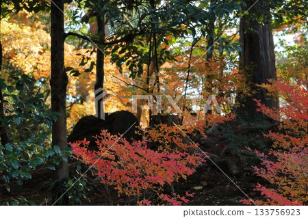 在高大樹木的環繞下，樹蔭下的樹木正在變換顏色。 133756923