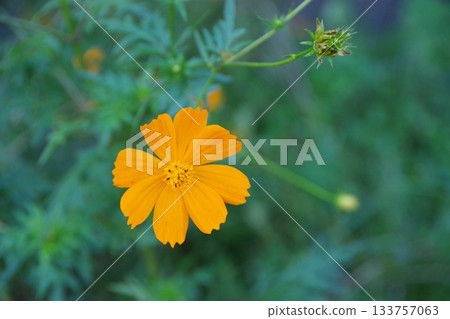 Yellow cosmos 133757063