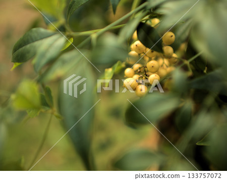 可愛的白色南天果，十一月成熟 133757072