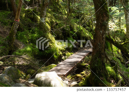 Mountain trails in the North Yatsugatake Mountains Mountain trails in the North Yatsugatake Mountains 133757457