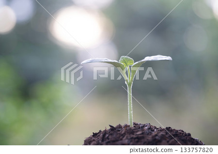 Pumpkin sprout growing under sunlight Pumpkin sprout growing under sunlight 133757820