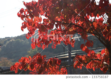 街道兩旁種滿了紅瑞木樹,構成了一幅美麗的街景。 街道兩旁種滿了紅瑞木樹,構成了一幅美麗的街景。 133758187