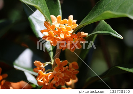 Close-up view of a blooming osmanthus tree branch with green leaves and orange petals Close-up view of a blooming osmanthus tree branch with green leaves and orange petals 133758190