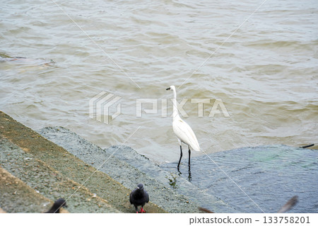 Egret Standing on Rock 133758201