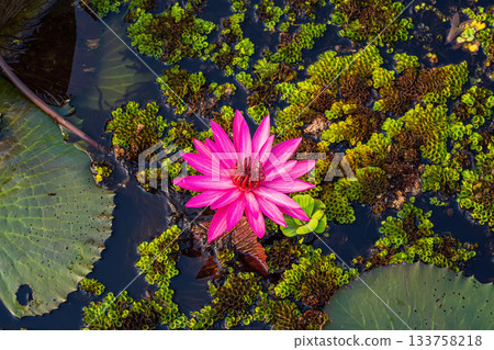 Close-up pink lotus blooming Close-up pink lotus blooming 133758218