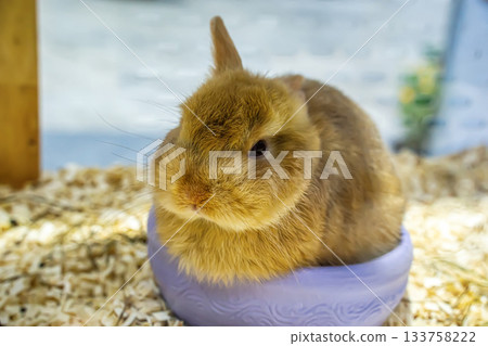 Brown Rabbit in Bowl Brown Rabbit in Bowl 133758222