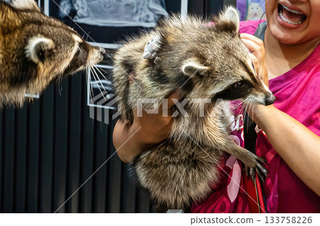 Raccoon Interaction 133758226