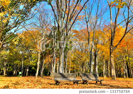 東京都光丘公園（東京都練馬區）[2025 年 11 月] 133758784