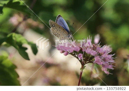 A Yamato Shijimi butterfly sucking nectar from a pink daisy flower blooming in an autumn garden A Yamato Shijimi butterfly sucking nectar from a pink daisy flower blooming in an autumn garden 133758922
