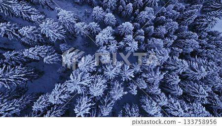 Aerial drone photo of a snow-covered spruce forest in winter. The treetops form a peaceful white pattern under soft morning light. 133758956