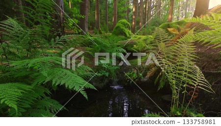 Forest stream with clear flowing water and soft birdsong. Relaxing natural ambience captured in a peaceful woodland setting, perfect for meditation and nature themes. 133758981