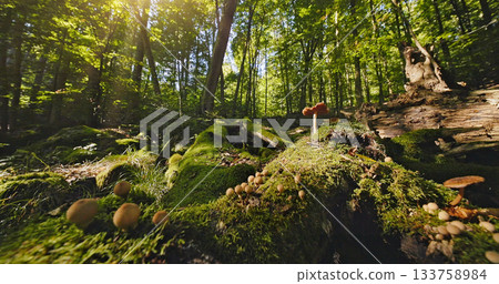 Moss covered fallen log surrounded by ferns, mushrooms, and lush greenery in a peaceful forest. Captures the calm, refreshing atmosphere of early morning nature. 133758984