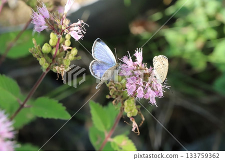 兩隻大和志津美蝴蝶正在秋日花園裡盛開的粉紅色雛菊花上吸食花蜜。 133759362