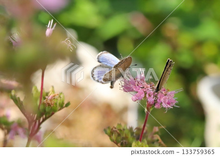 Two Yamato Shijimi butterflies sucking nectar from pink daisy flowers blooming in an autumn garden Two Yamato Shijimi butterflies sucking nectar from pink daisy flowers blooming in an autumn garden 133759365