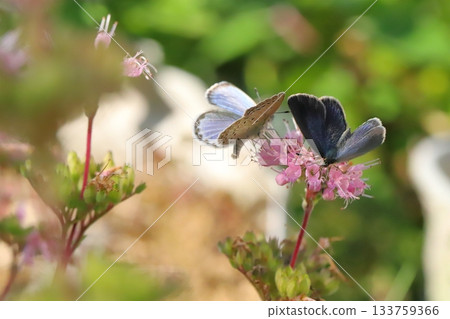 Two Yamato Shijimi butterflies sucking nectar from pink daisy flowers blooming in an autumn garden 133759366