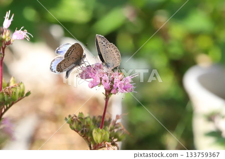 Two Yamato Shijimi butterflies sucking nectar from pink daisy flowers blooming in an autumn garden 133759367