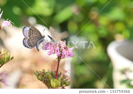 Two Yamato Shijimi butterflies sucking nectar from pink daisy flowers blooming in an autumn garden 133759368