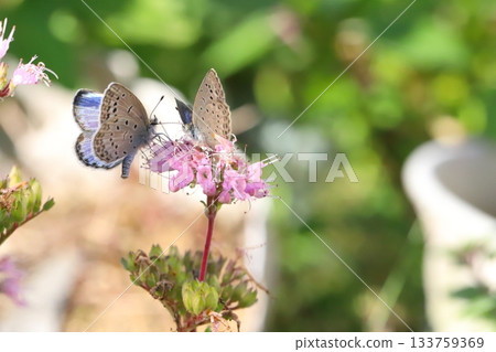 Two Yamato Shijimi butterflies sucking nectar from pink daisy flowers blooming in an autumn garden Two Yamato Shijimi butterflies sucking nectar from pink daisy flowers blooming in an autumn garden 133759369