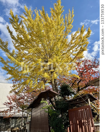 阿倍野神社(秋葉) 阿倍野神社(秋葉) 133759530