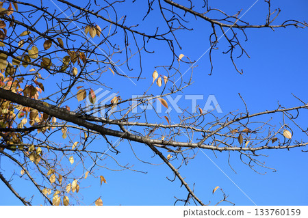 cherry tree with fallen leaves 133760159