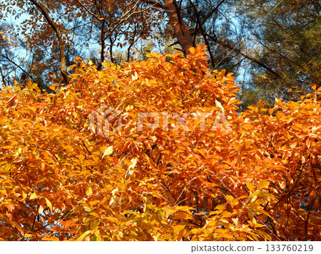 Colored leaves 133760219