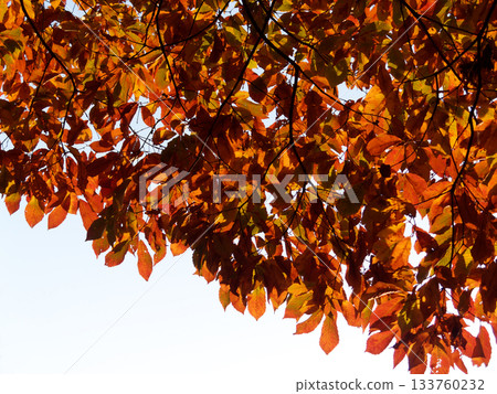 彩色的葉子 133760232