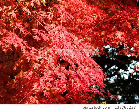 Colored leaves 133760238