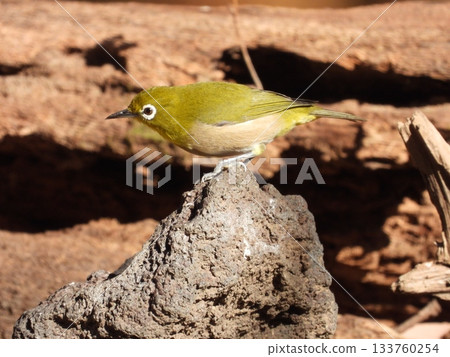 A Japanese white-eye photographed at Oganeyama Wild Bird Forest A Japanese white-eye photographed at Oganeyama Wild Bird Forest 133760254