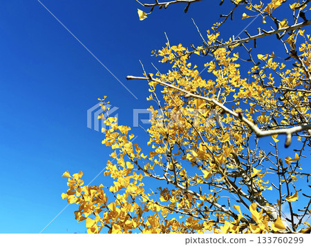 Blue sky and Ginkgo biloba 133760299