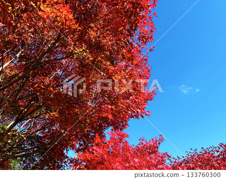 Bright red autumn leaves 133760300