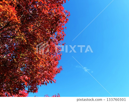 明亮的紅色葉子和藍天 133760301