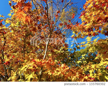 Autumn leaves of sweetgum tree Autumn leaves of sweetgum tree 133760302
