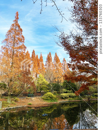 水杉與秋天的落葉 133760303