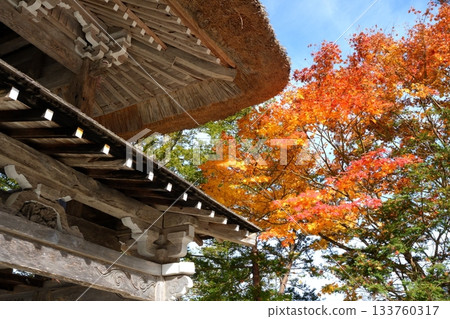 The thatched bell tower gate at Myozenji Temple in Shirakawa-go, Gifu Prefecture, with autumn leaves and a clear sky [November] 133760317