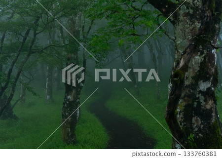 Foggy Forest 01 Foggy Forest 01 133760381