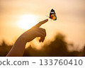 Butterfly Resting on Finger Tip Against Golden Sunset Sky. Butterfly resting finger tip hand touch freedom inspiration nature concept hope serenity golden sunset sunrise silhouette sky background anim 133760410
