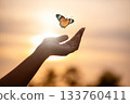 Butterfly Resting on Finger Tip Against Golden Sunset Sky. Butterfly resting finger tip hand touch freedom inspiration nature concept hope serenity golden sunset sunrise silhouette sky background anim 133760411