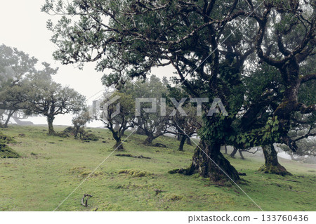 Ancient laurel trunks and misty slopes define Fanal forest Madeira as a serene timeless landscape 133760436