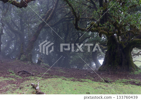 Misty laurel forest in Fanal Madeira with ancient mossy trunks rising from damp foggy ground below 133760439