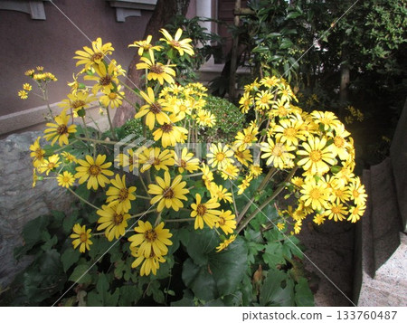 Tsuwabuki flower Tsuwabuki flower 133760487